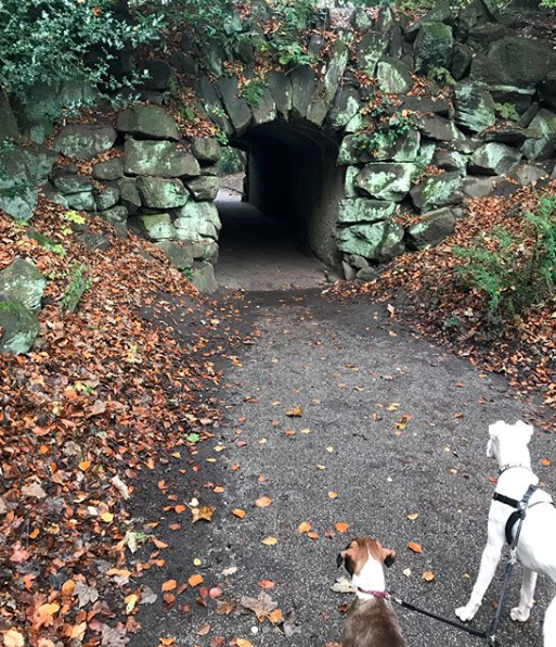 where to walk your mischievous dog in Manchester where to walk your mischievous dog in Manchester - Heaton Park